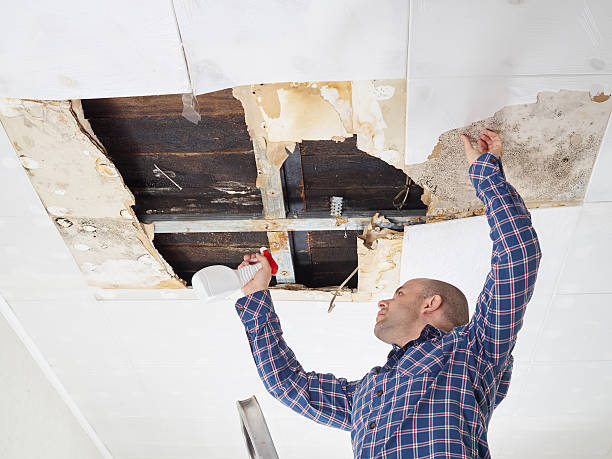 Why You Should Choose Our Mold Remediation Services in Lakesite, TN